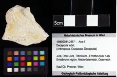 Foto (Objket + Etiketten) von Decapoda indet. 